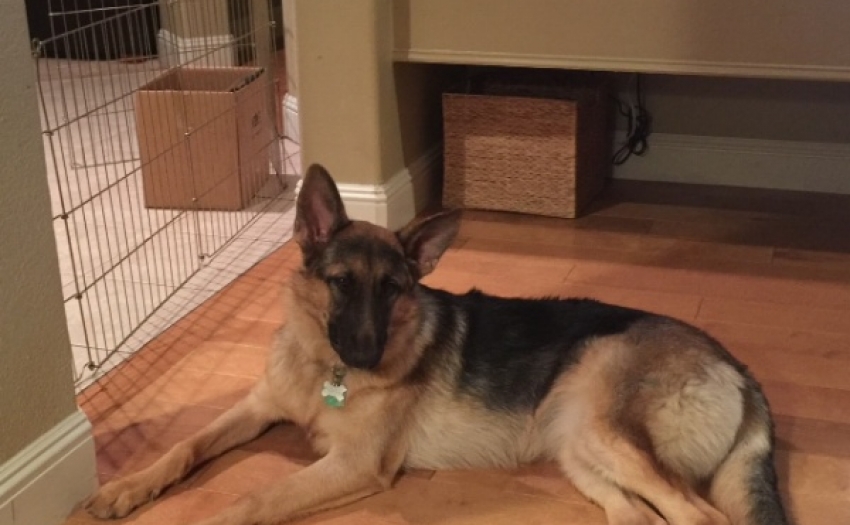 German Shepherd Puppies For Sale In Sacramento CA At Perfect German ...