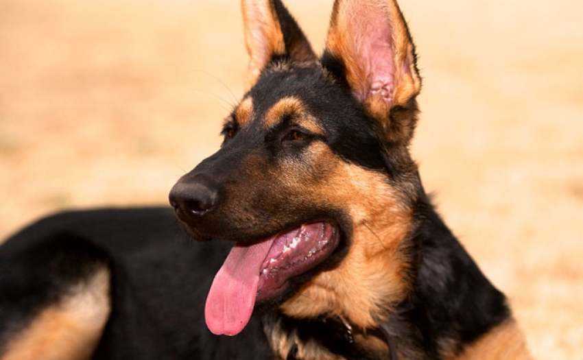 German Shepherd Puppies for Sale in Sacramento CA at Perfect German ...